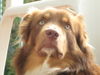 Australian Shepherd Foto: Baily (ID 43672) Australian Shepherd Hund