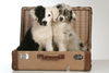 Australian Shepherd Foto: Fifty und Jeannie im Koffer (ID 44733) Australian Shepherd Hund