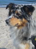 Australian Shepherd Foto: Luke (ID 41772) Australian Shepherd Hund