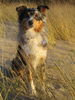 Australian Shepherd Foto: Luke (ID 41773) Australian Shepherd Hund