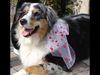 Australian Shepherd Foto: Hochzeit spalier (ID 24964) Australian Shepherd Hund