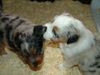 Australian Shepherd Foto: Soll ich Dir was verraten ??? (ID 18109) Australian Shepherd Hund