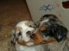 Australian Shepherd Foto: Ich hab Dich lieb !!! (ID 18110) Australian Shepherd Hund