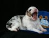 Australian Shepherd Foto: Sie kann so schön singen! (ID 44810) Australian Shepherd Hund