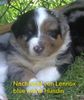 Australian Shepherd Foto: Nachzucht von Lennox - Hündin Lava (ID 32434) Australian Shepherd Hund