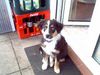Australian Shepherd Foto: Legolas,black tri (ID 11863) Australian Shepherd Hund