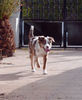 Australian Shepherd Foto: Lucky, 5 Monate alt (ID 33517) Australian Shepherd Hund