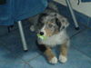 Australian Shepherd Foto: Aussie Baby (ID 30299) Australian Shepherd Hund