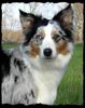 Australian Shepherd Foto: Aussie Luna....unser Sonnenschein! (ID 38325) Australian Shepherd Hund