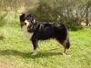 Australian Shepherd Foto: Uli\'s Favourite Jerry Lee (ID 37789) Australian Shepherd Hund