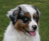 Australian Shepherd Foto: Majenne 9 Wochen (ID 44024) Australian Shepherd Hund