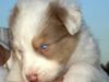 Australian Shepherd Foto: Aussie Rüde 4 Wochen alt (ID 38331) Australian Shepherd Hund