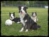 Australian Shepherd Foto: Merlin und seine zwei Mädels..Kira & Luna (ID 38348) Australian Shepherd Hund