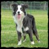 Australian Shepherd Foto: Merlin 8 Mon. alt / Er hat eine traumhaft schöne Fehlfarbe!!! Sehr selten und das macht ihn einzigartig! (ID 38347) Australian Shepherd Hund