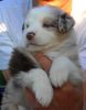 Australian Shepherd Foto: Jamie 4 Wochen alt. (ID 38342) Australian Shepherd Hund