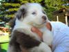 Australian Shepherd Foto: Aussie Jamie 4 Wochen alt. Red merle w-c (ID 38324) Australian Shepherd Hund