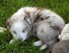 Australian Shepherd Foto: Aussie Jamie 4 Wochen alt. Red merle w-c (ID 38323) Australian Shepherd Hund