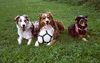 Australian Shepherd Foto: I love soccer (ID 19077) Australian Shepherd Hund