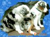 Australian Shepherd Foto: Miniatur Aussies Megan und Luna mit 10 und 12 Wochen (ID 14159) Australian Shepherd Hund