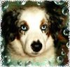 Australian Shepherd Foto: Mini-Aussie Megan (ID 21421) Australian Shepherd Hund