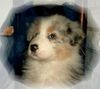 Australian Shepherd Foto: Melina mit 8 Wochen (ID 10167) Australian Shepherd Hund