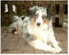 Australian Shepherd Foto: Guardian Angel's Bright Mikey (ID 9140) Australian Shepherd Hund