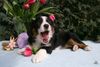 Australian Shepherd Foto: Miniaussie Guardian Angel's Miley mit 9 Wochen (ID 44020) Australian Shepherd Hund