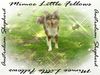 Australian Shepherd Foto: mein Aussie Mimoe Little Fellows (ID 33349) Australian Shepherd Hund