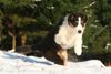Australian Shepherd Foto: Nanouk (ID 40465) Australian Shepherd Hund
