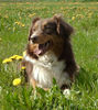 Australian Shepherd Foto: Mountain-Ranch´s Napirai, red-tri Hündin (ID 35428) Australian Shepherd Hund