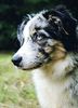 Australian Shepherd Foto: Neela (ID 28203) Australian Shepherd Hund