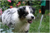 Australian Shepherd Foto: Neela (ID 28200) Australian Shepherd Hund