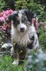Australian Shepherd Foto: Neela (ID 28202) Australian Shepherd Hund