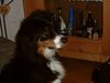 Australian Shepherd Foto: Murphy der Alkoholiker (ID 8489) Australian Shepherd Hund