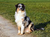 Australian Shepherd Foto: Mal gucken :Dulco from Blackboycountry 10 Monate jung (ID 37398) Australian Shepherd Hund