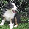 Australian Shepherd Foto: oh, bin ich müde !!! (ID 27440) Australian Shepherd Hund