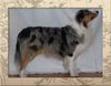 Australian Shepherd Foto: Australian Shepherd (ID 30813) Australian Shepherd Hund