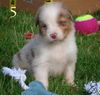 Australian Shepherd Foto: Meine Geschwister und ich suchen noch nach der richtigen Familie! (ID 39151) Australian Shepherd Hund