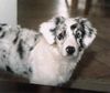 Australian Shepherd Foto (ID 7663) Australian Shepherd Hund