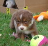 Australian Shepherd Foto: Meine Geschwister und ich suchen noch nach der richtigen Familie! (ID 39150) Australian Shepherd Hund