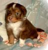 Australian Shepherd Foto: Guardian Angel Baby mit 4 Wochen (ID 29158) Australian Shepherd Hund