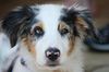 Australian Shepherd Foto: Sam 4 Monate alt (ID 33740) Australian Shepherd Hund