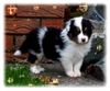 Australian Shepherd Foto: Nayeli Baby! www.nayeli-aussies.de.vu (ID 35720) Australian Shepherd Hund