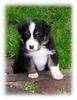 Australian Shepherd Foto: Nayeli Baby! www.nayeli-aussies.de.vu (ID 35721) Australian Shepherd Hund