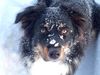 Australian Shepherd Foto: ....wann kommt endlich wieder Schnee (ID 38966) Australian Shepherd Hund