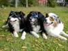 Australian Shepherd Foto: Sunshine-Aussies (ID 920) Australian Shepherd Hund