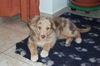 Australian Shepherd Foto: Amberlands Shadow of Rainwood (ID 1021) Australian Shepherd Hund