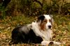 Australian Shepherd Foto: hallo (ID 23447) Australian Shepherd Hund