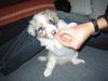 Australian Shepherd Foto: Colonia´s Shiva 6 Wochen (s. auch ID: 29138) (ID 29732) Australian Shepherd Hund