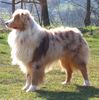 Australian Shepherd Foto: Heartfire's Bugs Off (ID 11000) Australian Shepherd Hund